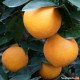 Taronja Navelina de taula (Caixa de 15 kg)
