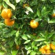 Taronja Valencia Late de suc (Caixa de 15kg)